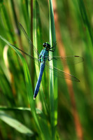 Eastern Pondhawk - July 31, 2016 Clearwater-Pleasant Regional Park Minnesota