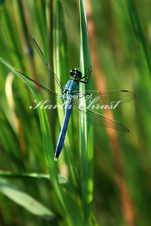 Eastern Pondhawk - July 31, 2016 Clearwater-Pleasant Regional Park Minnesota