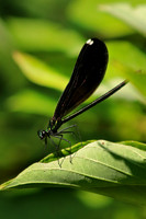 Ebony Jewelwing Female 4 - July 16, 2017 Sakatah Singing Hills State Trail Minnesota