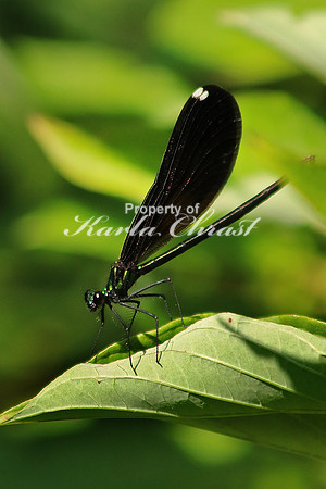 Ebony Jewelwing Female 4 - July 16, 2017 Sakatah Singing Hills State Trail Minnesota