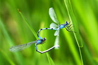 Common Blue Damselfly 4 - June 14, 2019 Tewaukon National Wildlife Refuge