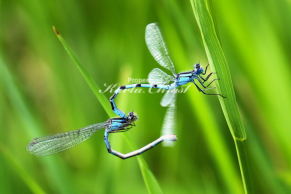 Common Blue Damselfly 4 - June 14, 2019 Tewaukon National Wildlife Refuge