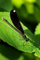 Ebony Jewelwing Female 1 - July 16, 2017 Sakatah Singing Hills State Trail Minnesota