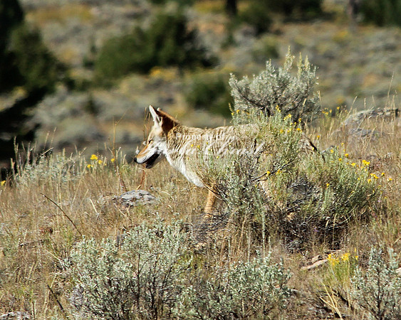 Coyote 1 - September 9, 2012 Yellowstone National Park
