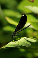 Ebony Jewelwing Female 6 - July 16, 2017 Sakatah Singing Hills State Trail Minnesota
