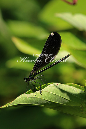 Ebony Jewelwing Female 6 - July 16, 2017 Sakatah Singing Hills State Trail Minnesota
