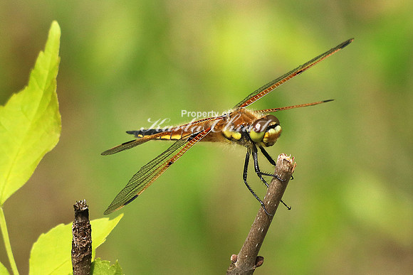 Unidentified - May 23, 2016 Glacial Lakes State Trail
