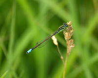 Bluet Damselfly 1 - June 24, 2011 Big Stone National Wildlife Refuge