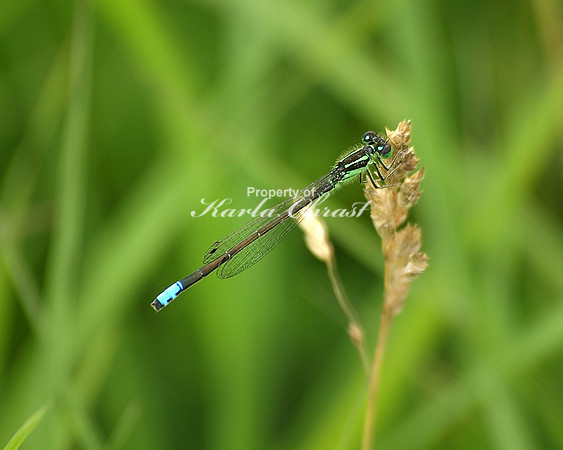 Bluet Damselfly 1 - June 24, 2011 Big Stone National Wildlife Refuge