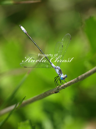 Great Spreadwing 1 - July 15, 2010 Sibley State Park