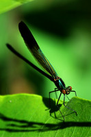 Ebony Jewelwing Male 2 - July 3, 2017 Old Mill State Park Minnesota