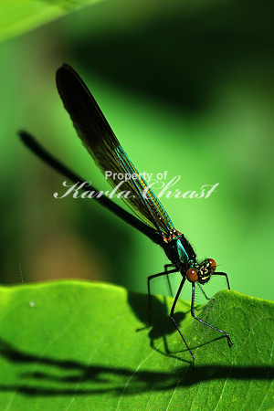 Ebony Jewelwing Male 2 - July 3, 2017 Old Mill State Park Minnesota