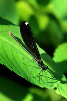 Ebony Jewelwing Female 2 - July 16, 2017 Sakatah Singing Hills State Trail Minnesota