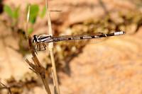 Bluet Damselfly 2 - June 2, 2019 Lake Wobegon Regional Trail