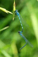Common Blue Damselfly 1 - June 28, 2015 Madison Wetland Management District South Dakota