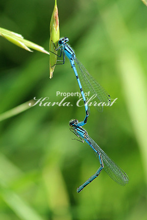 Common Blue Damselfly 1 - June 28, 2015 Madison Wetland Management District South Dakota