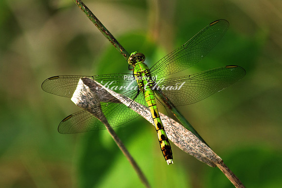 Green Darner 2 - July 31, 2016 Clearwater-Pleasant Regional Park Minnesota