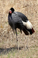 Black Crowned Crane 1 - May 5, 2018