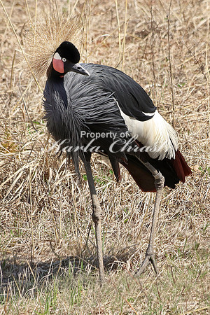 Black Crowned Crane 1 - May 5, 2018