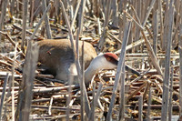 Sandhill Crane 4  - May 7, 2018 Horicon National Wildlife Refuge Wisconsin