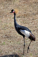 Black Crowned Crane 3 - May 5, 2018