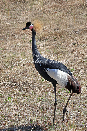 Black Crowned Crane 3 - May 5, 2018