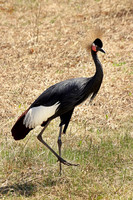 Black Crowned Crane 4 - May 5, 2018