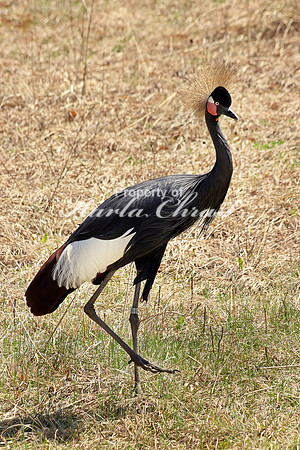 Black Crowned Crane 4 - May 5, 2018