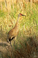 Sandhill Crane 2 - May 22, 2016 Tamarac National Wildlife Refuge Minnesota