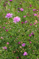 Aster 1 - September 14, 2019 Lake Wobegon Regional Trail