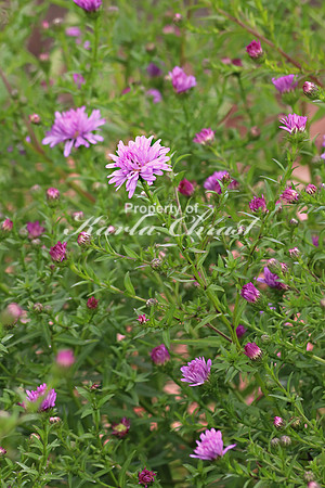 Aster 1 - September 14, 2019 Lake Wobegon Regional Trail