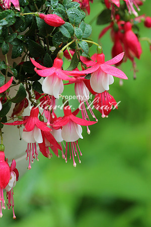 Fuschia 3 - July 3, 2015