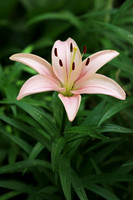 Asiatic Lily 2 - June 24, 2017