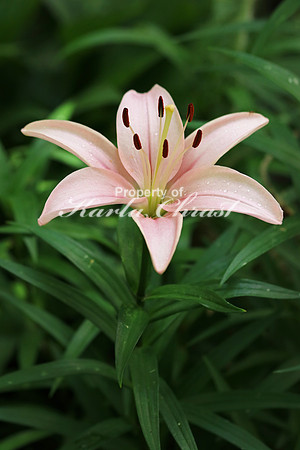 Asiatic Lily 2 - June 24, 2017