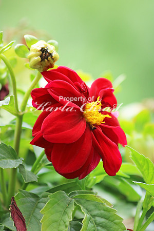 Dahlia 2 - June 3, 2017