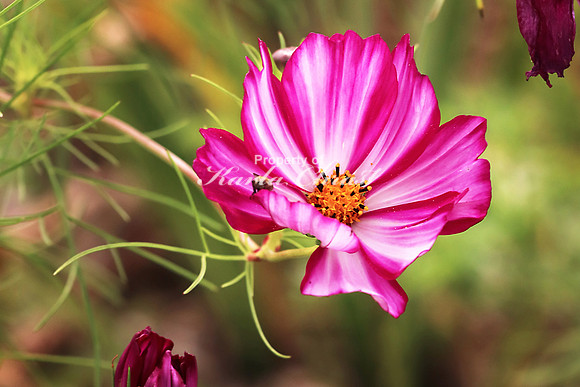 Cosmos 5 - September 8, 2018 Lake Wobegon Regional Trail Minnesota