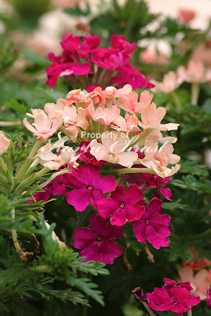 Lantana 1 - May 29, 2016