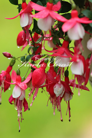 Fuschia 2 - July 3, 2015
