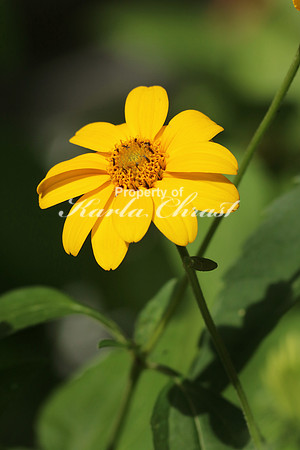 False Sunflower - June 30, 2016