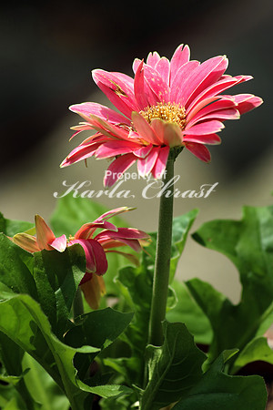 Gerber Daisy - May 7, 2016