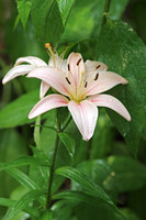 Asiatic Lily 4 - July 3, 2015