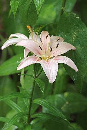 Asiatic Lily 4 - July 3, 2015