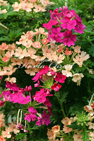 Lantana 2 - May 29, 2016