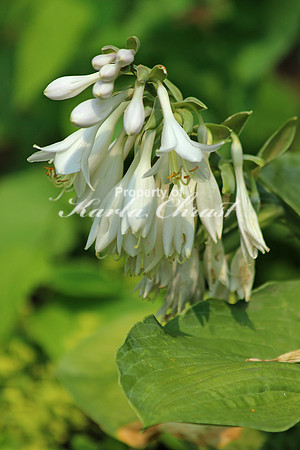 Hosta 1 - July 3, 2015