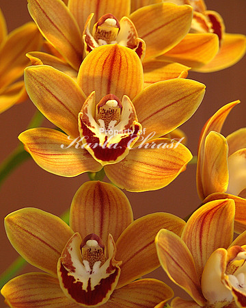 Orange Copper Cymbidium Orchids 1 - February 28, 2009