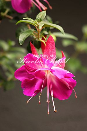 Fuschia 6 - August 1, 2018