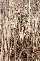 Sandhill Crane 5  - May 7, 2018 Horicon National Wildlife Refuge