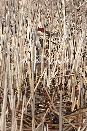 Sandhill Crane 5  - May 7, 2018 Horicon National Wildlife Refuge
