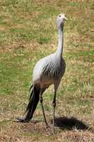 Blue Crane 3 - May 5, 2018