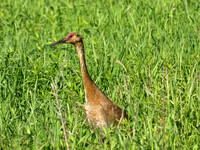 Sandhill Crane 1 - June 18, 2008